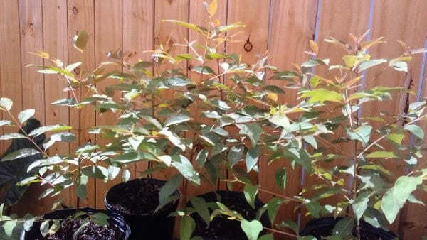 Rainbow Eucalyptus Mindanao Gum Tree Fruit Trees 104-Pacheco