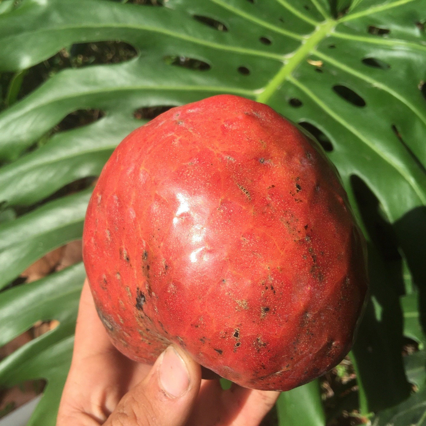 Red Custard Apple, Chirimoya Tree, 3-gal Container from Florida Fruit Trees Everglades Farm