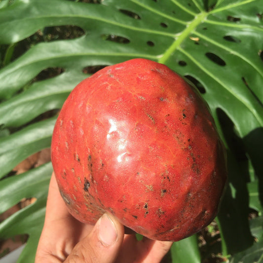 Red Custard Apple, Chirimoya Tree, 3-gal Container from Florida Fruit Trees Everglades Farm