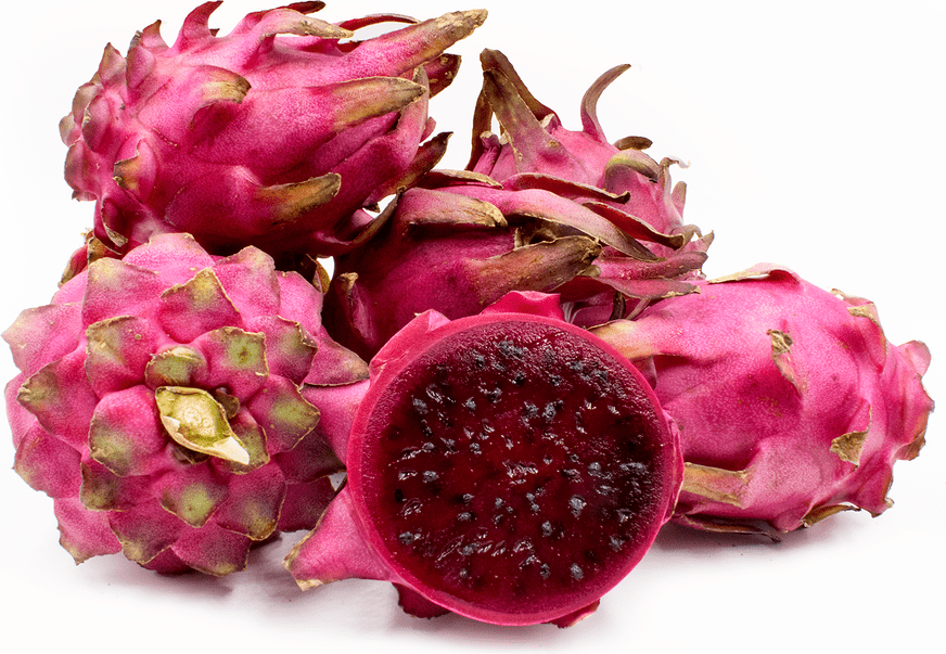 Pitaya, Dragon Fruit Red Fruit Trees 103-Pine Island Nursery