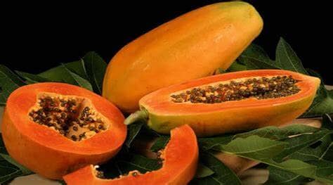 Red Lady Papaya Dwarf Tree Fruit Trees 103-Pine Island Nursery