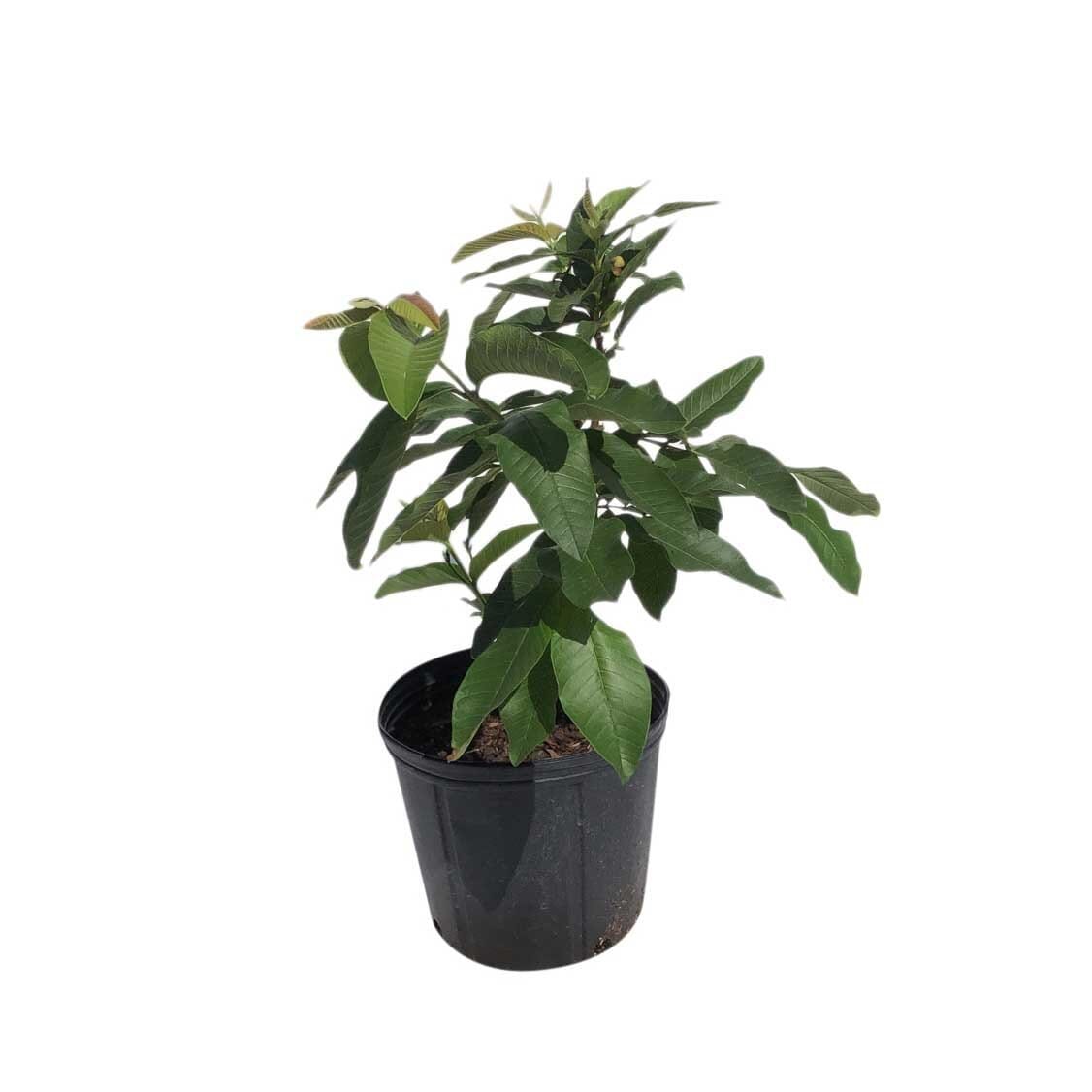 Ruby Red Guava Tree, Grafted 100-Carlos Tropical Fruits