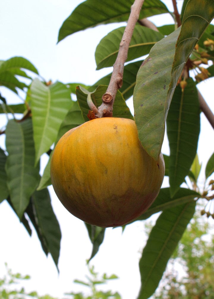 Ross Sapote Canistel Tree 100-Carlos Tropical Fruits