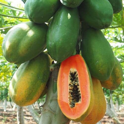 Maradol Red Dwarf Papaya Tree Fruit Trees 123-Holmberg Farms, Inc.