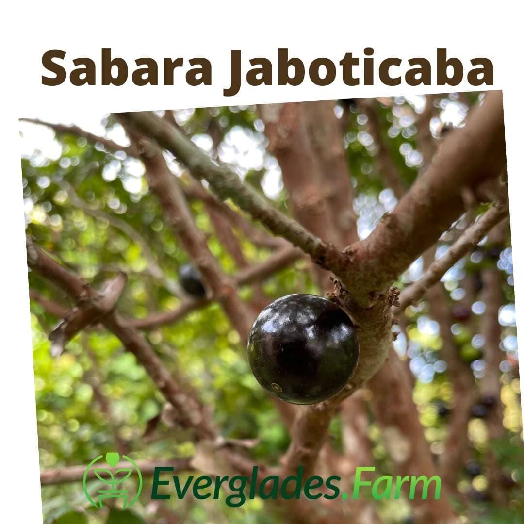 Sabara Jaboticaba Tree, Black Fruit, For Sale from Florida Everglades