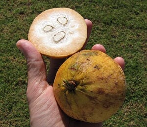 Santol Tree Fruit Trees 103-Pine Island Nursery