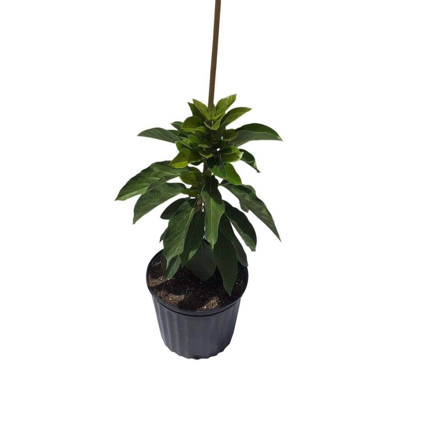 Semi-Dwarf Simmonds Avocado Tree, Grafted, 3-gal Container from Florida Fruit Trees Everglades Farm