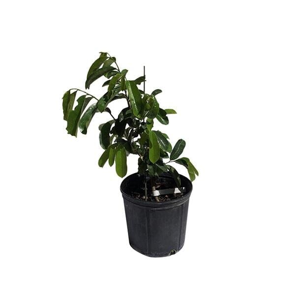 Miami Soursop, Guanabana Grafted Fruit Tree Fruit Trees 100-Carlos Tropical Fruits