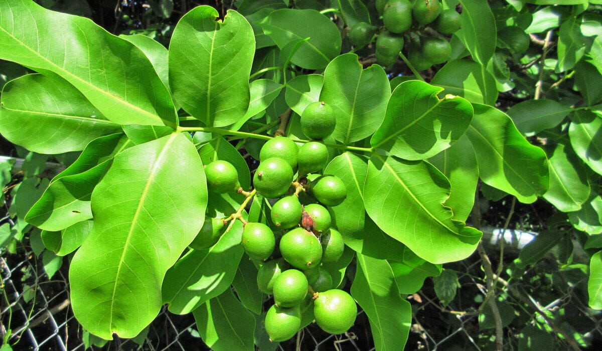 Montgomery Mamoncillo, Air Layered Tree, Spanish Lime Fruit Trees 111-Lalo Melo