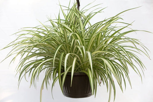 Spider Variegated Indoor Plant - Lush Green & White Foliage for Your Home 115-Orlando Nursery