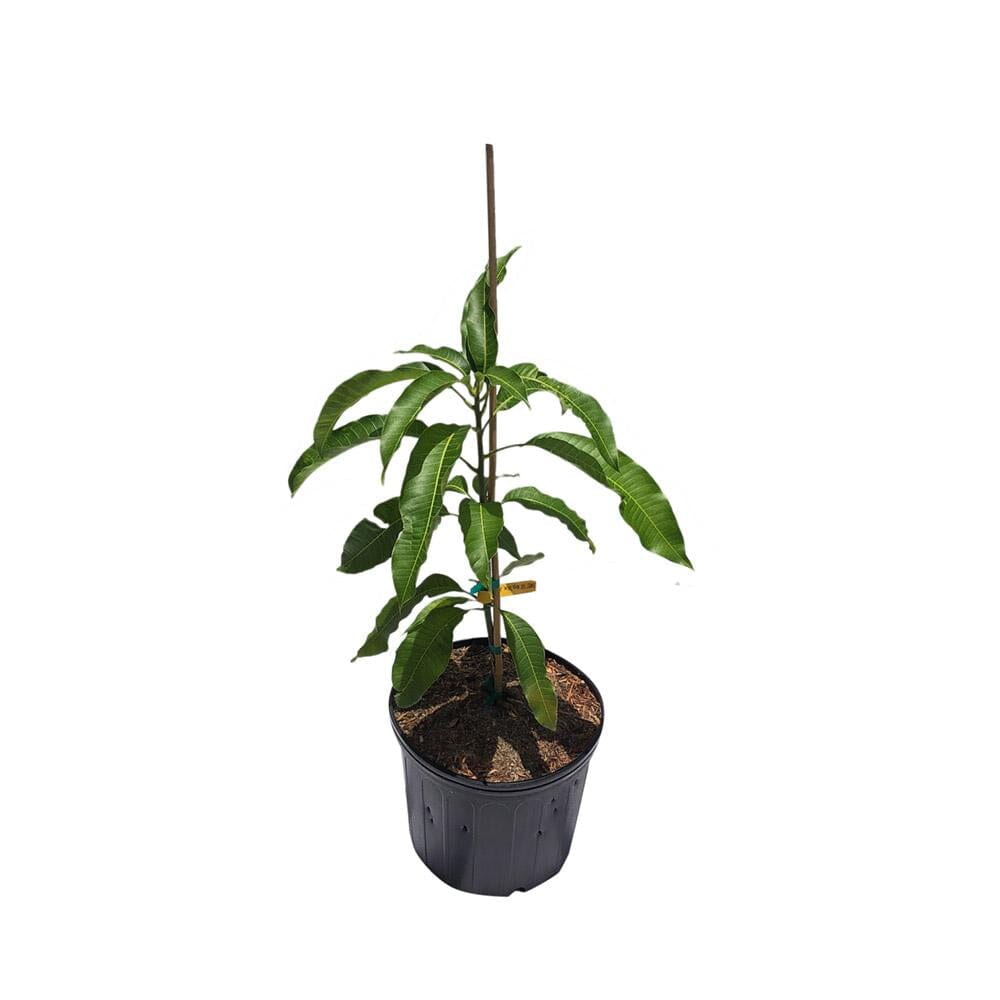 Sweet Tart Mango Tree, Grafted Fruit Trees 102-Zill High Performance Plants