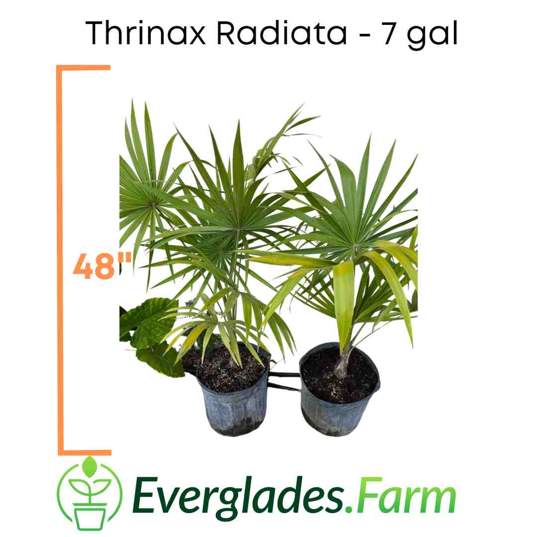Thrinax Radiata Florida Thatch Palm Tree Fruit Trees 130-Casey's Corner Nursery