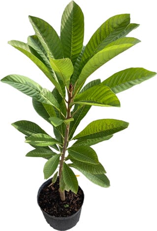 Key West Mamey Sapote Tree Grafted Fruit Trees 100-Carlos Tropical Fruits