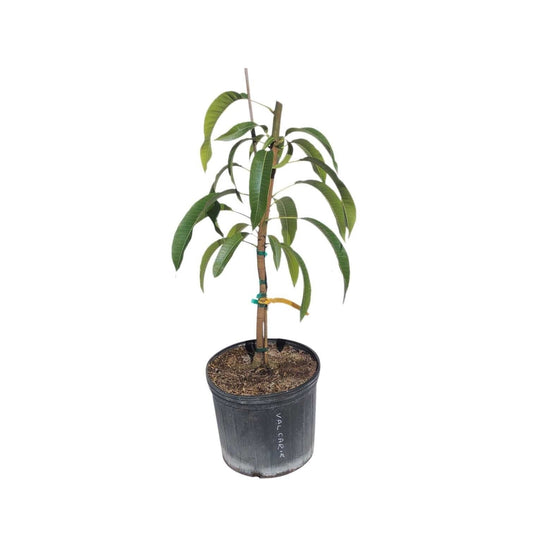 All Summer or Marlys Mango Tree, Grafted 110-Guacalina Nursery & Broker