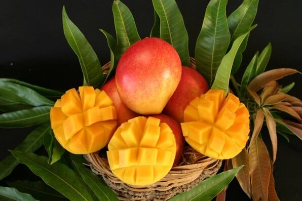 Van Dyke Mango Tree, Grafted Fruit Trees 103-Pine Island Nursery