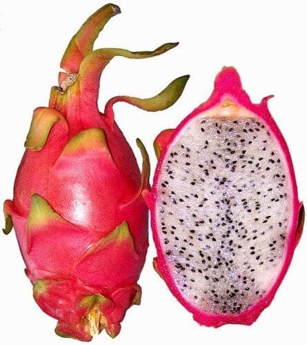 White Vietnamese Jaina Dragon Fruit, Pitaya Fruit Trees 103-Pine Island Nursery