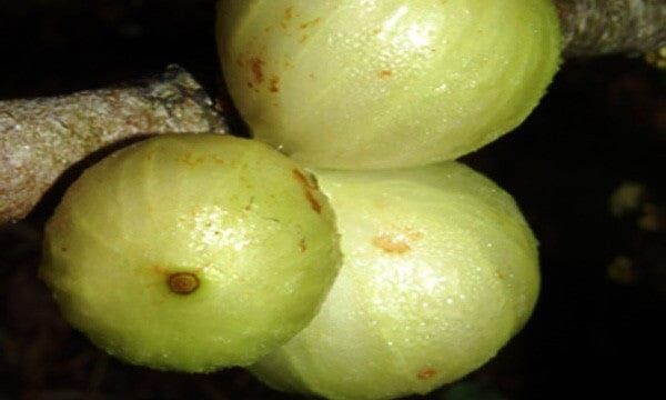 White Jaboticaba Tree Fruit Trees 103-Pine Island Nursery
