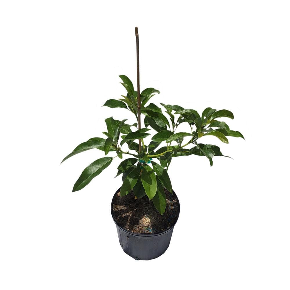 Winter Mexican Avocado Tree, Grafted Fruit Trees 110-Guacalina Nursery & Broker