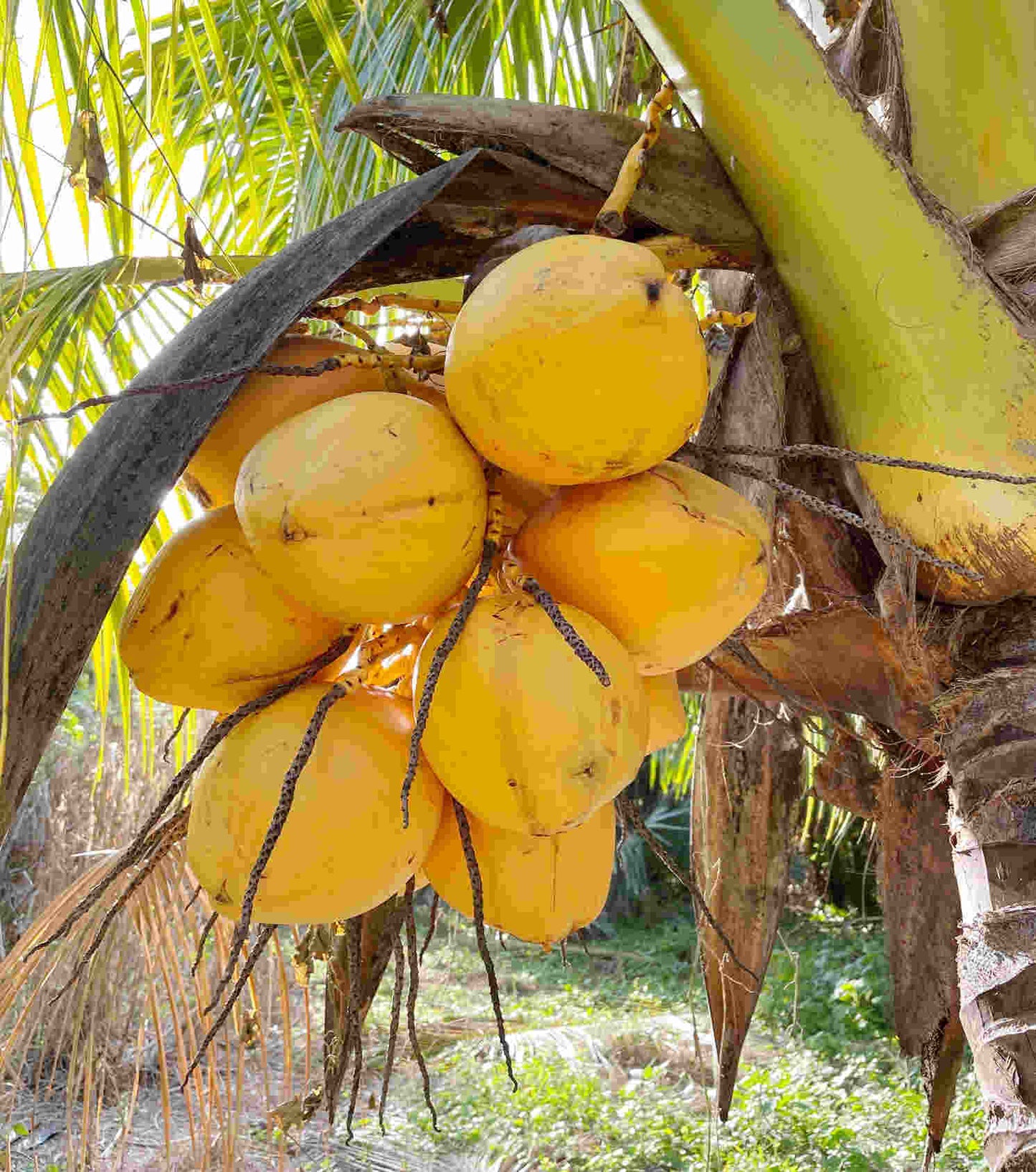 Yellow Malayan Dwarf Coconut Palm Tree Fruit Trees 104-Pacheco