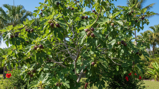 Fig Tree Guide: Which Variety Should You Grow?