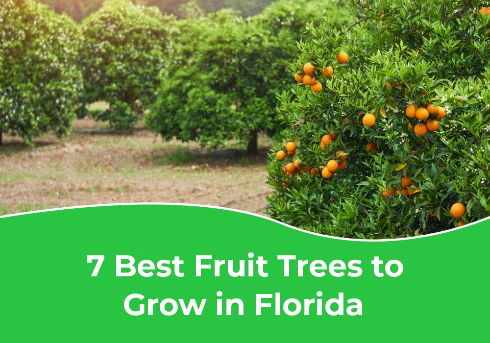 7 Best Fruit Trees to Grow in Florida
