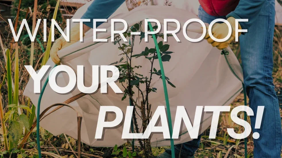 "Person wearing gloves and jeans covering a garden plant with protective fabric to shield it from winter cold, with bold white text overlay: 'Winter-Proof Your Plants!'."