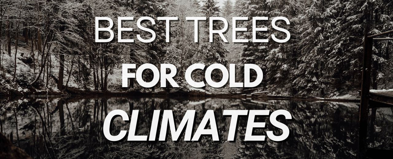 The Best Trees for Cold Climates