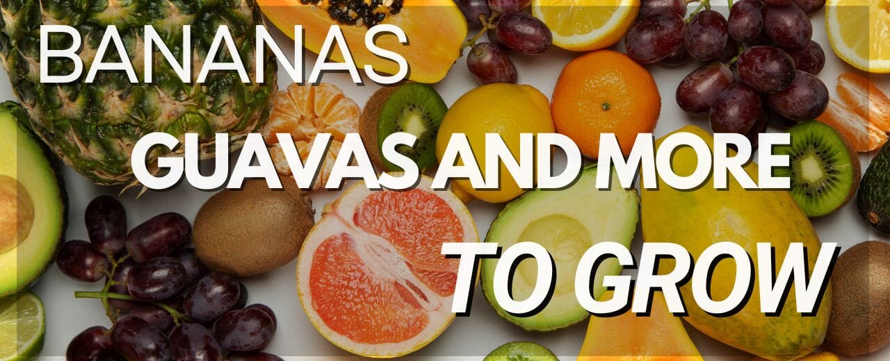Tropical Fruits You Can Grow at Home: Bananas, Guavas, and More