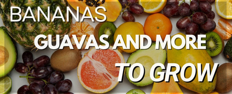 Tropical Fruits You Can Grow at Home: Bananas, Guavas, and More