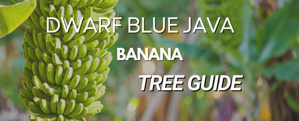 Everything You Need to Know About the Dwarf Blue Java Banana tree: A Tropical Delight 🌴🍌✨