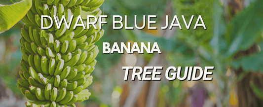 Everything You Need to Know About the Dwarf Blue Java Banana tree: A Tropical Delight 🌴🍌✨