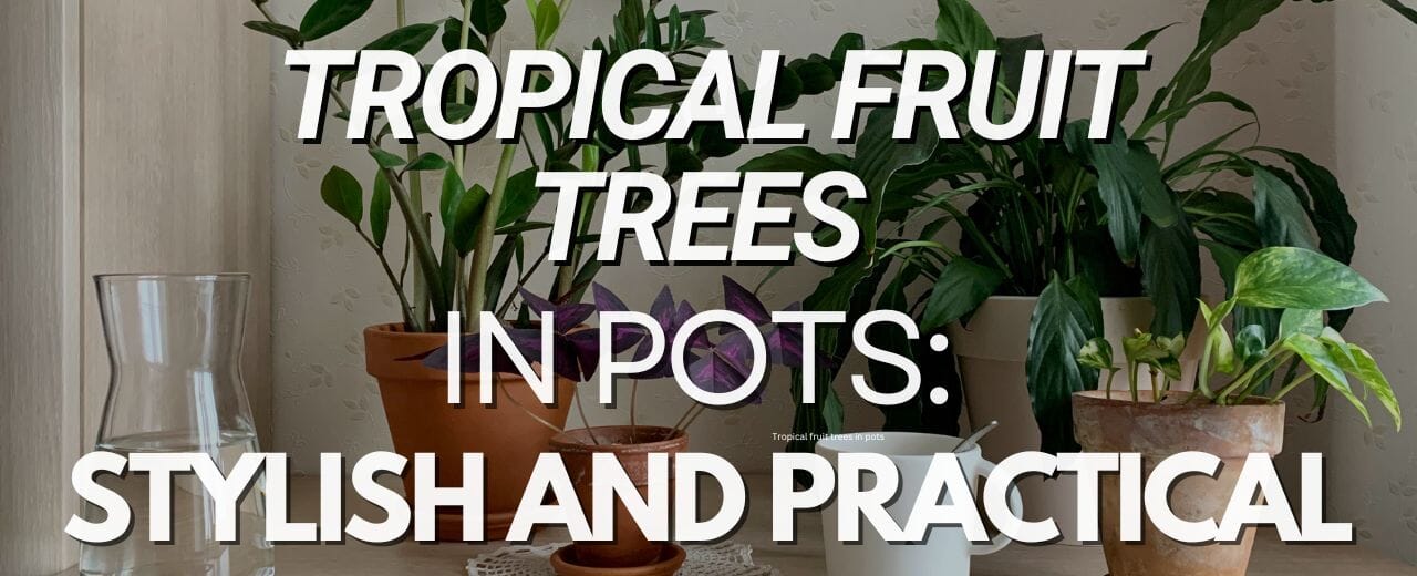 Grow Tropical Fruit Trees in Pots: Practical and Decorative Ideas