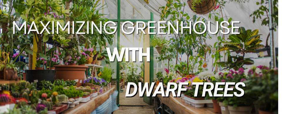 Enhance Your Greenhouse with Dwarf Fruit Trees: A Guide to Year-Round Harvests