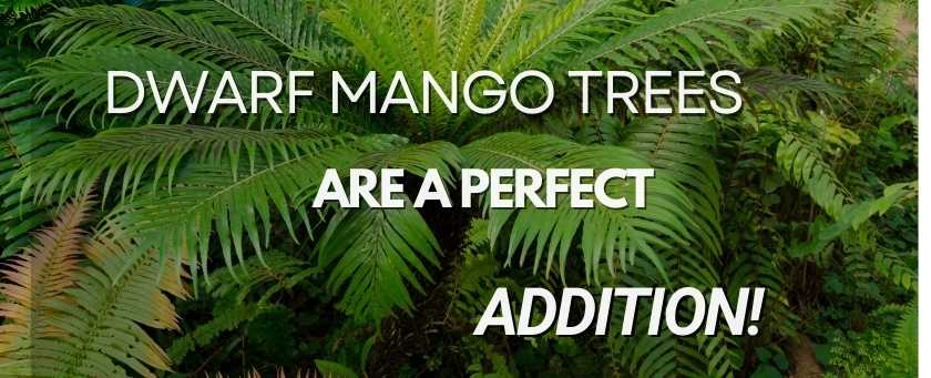 Everything You Need to Know About Dwarf Mango Trees: A Perfect Choice for Small Gardens