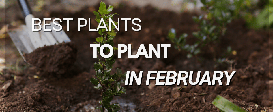 Best Plants and Trees to Plant in February: Gardening Tips for a Thriving Spring