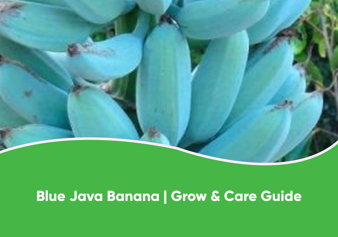 Blue Java Banana