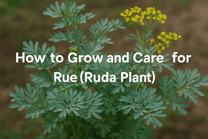 How to Grow and Care for Rue (Ruda Plant): The Complete Guide