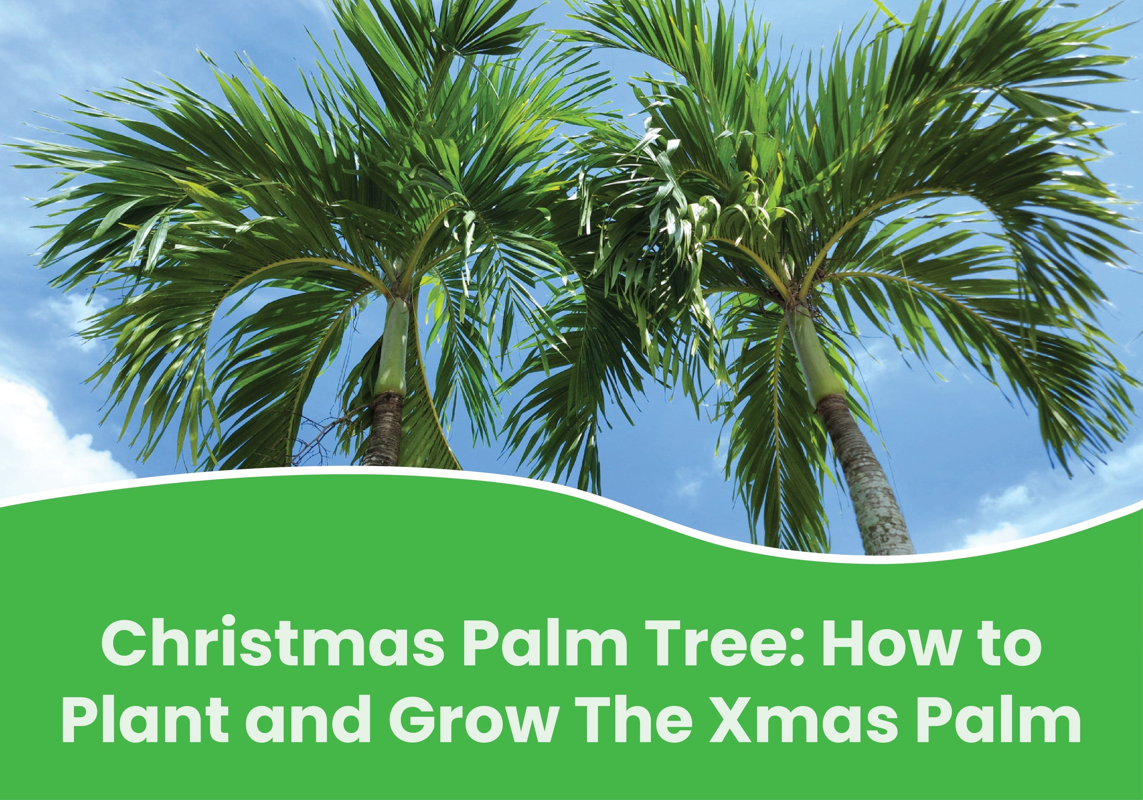 Christmas Palm Tree: How to Plant and Grow The Xmas Palm