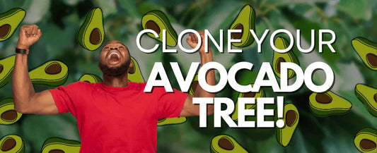 Cloning Your Guacamole: Quirky Ways to Multiply Avocado Trees