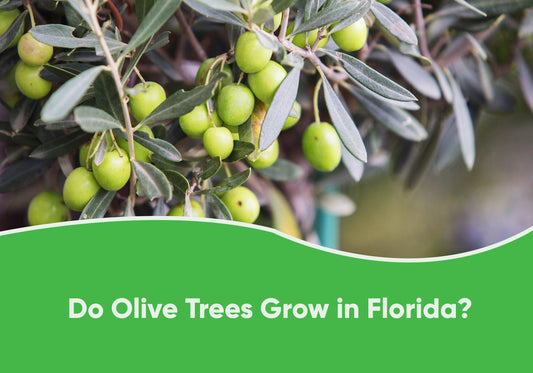 Olive Trees Grow in Florida