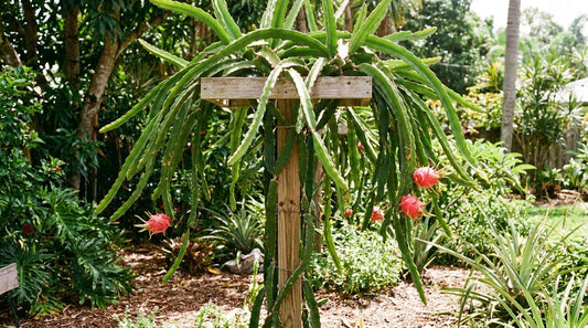 Dragon Fruit Trellis: How to Build the Best Support