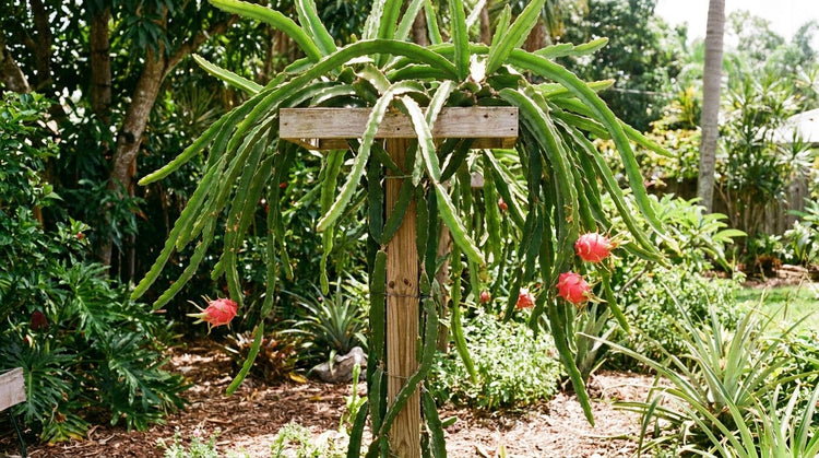 Dragon Fruit Trellis: How to Build the Best Support