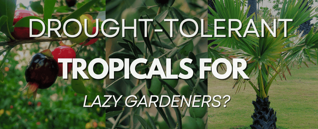 Guide to Drought-Tolerant Tropical Plants: Perfect for Your Lazy Gardener Era 🌴💦