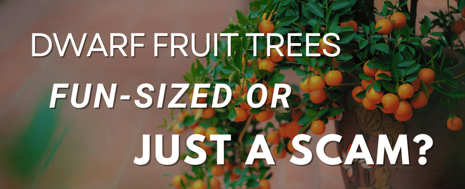 How Big Do Dwarf Fruit Trees Get? (Are They Pocket-Sized or Just Lying to Us?) 🌱🤔