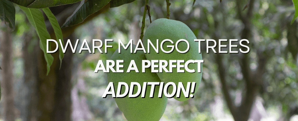 Everything You Need to Know About Dwarf Mango Trees: A Perfect Choice for Small Gardens