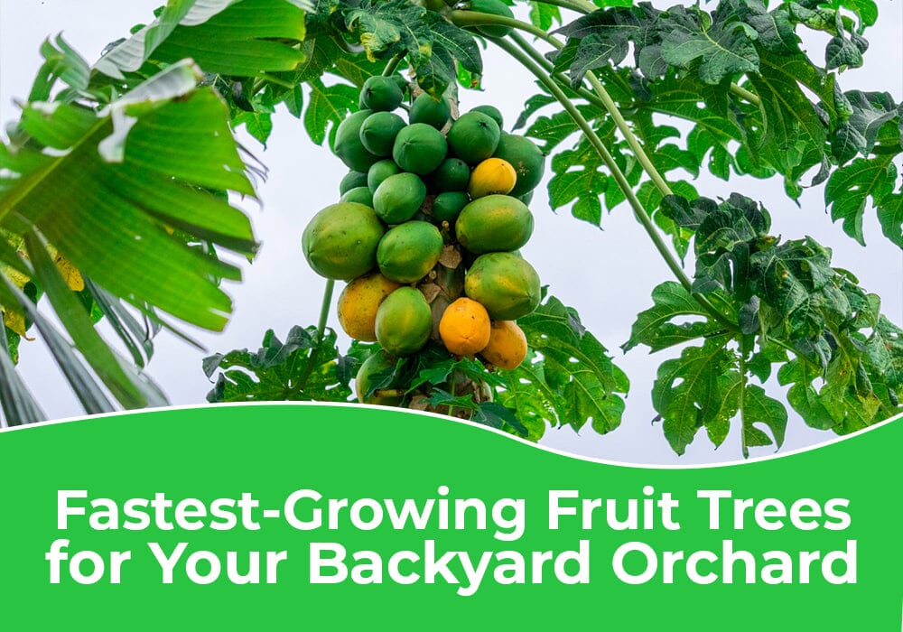 3 Fastest-Growing Fruit Trees for Your Orchard