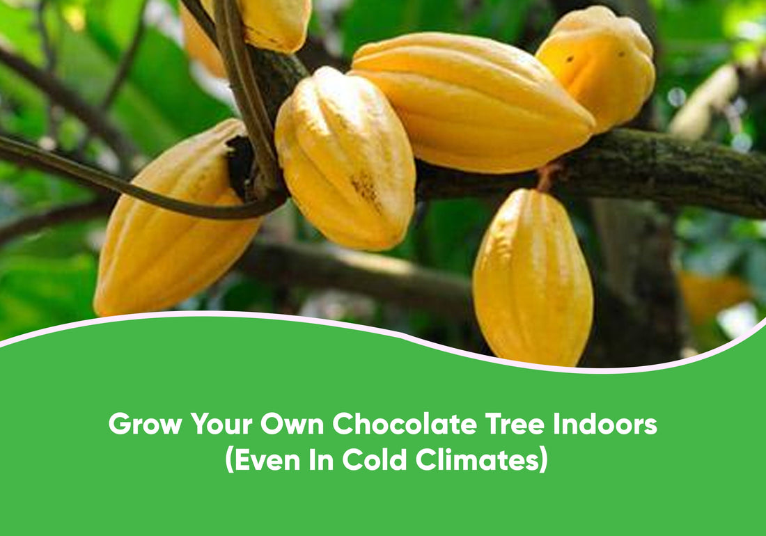 Grow Your Own Chocolate Tree Indoors (Even In Cold Climates)