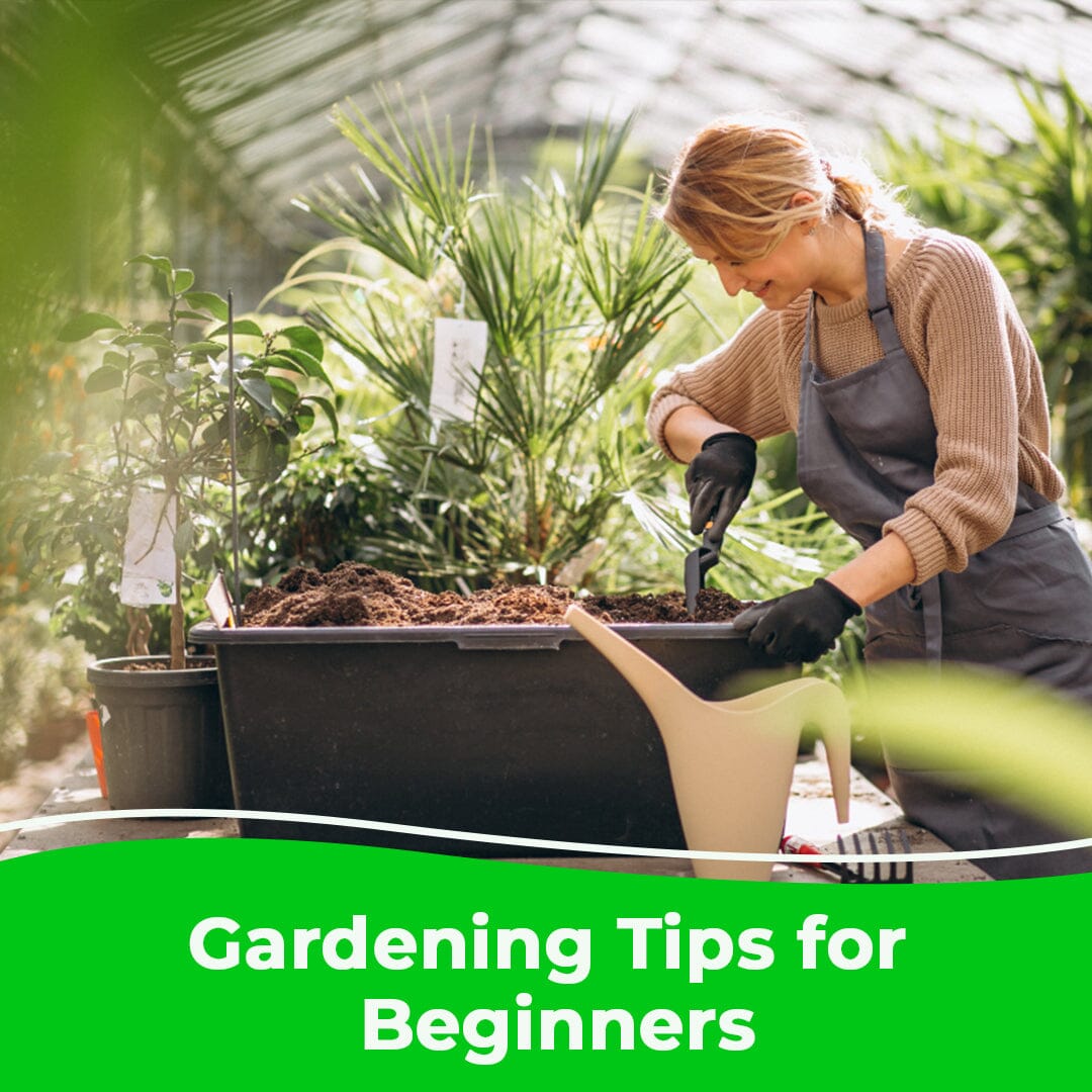 Gardening Tips for Beginners