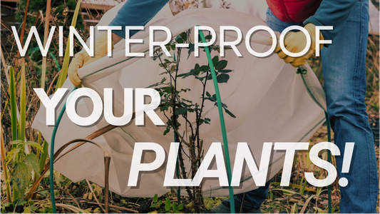 Don’t let winter kill your garden! Essential hacks for plant survival
