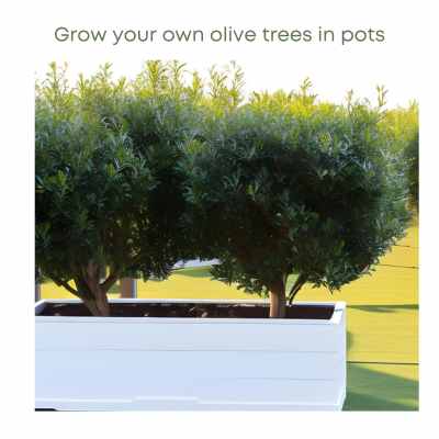 Health Benefits of Olive Trees